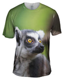 Full Attentention Grey Lemur