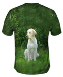 Golden Lab In Garden