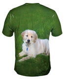 Golden Lab Lays About