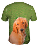 Sunny Golden Lab