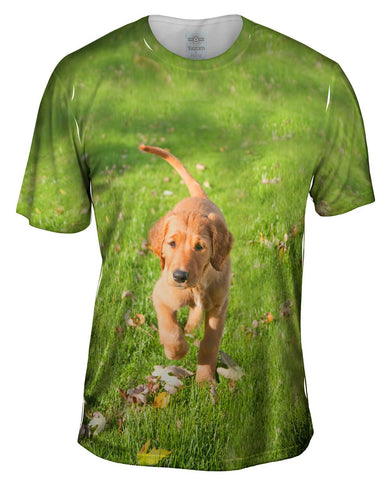 Golden Lab Kicking Leaves