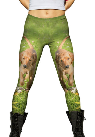 Golden Lab Kicking Leaves