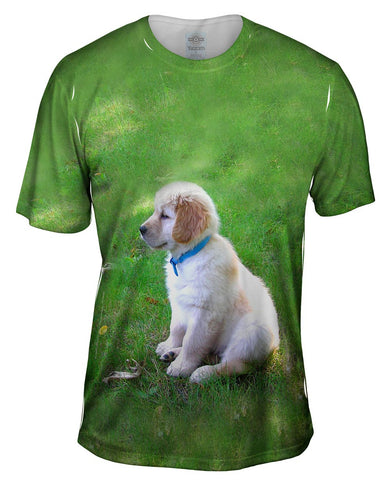 Golden Lab Puppy In Thought