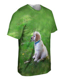 Golden Lab Puppy In Thought