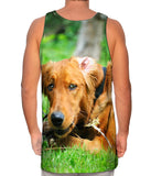 Golden Lab Lost Bone