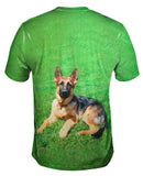 German Shepherd On Grass