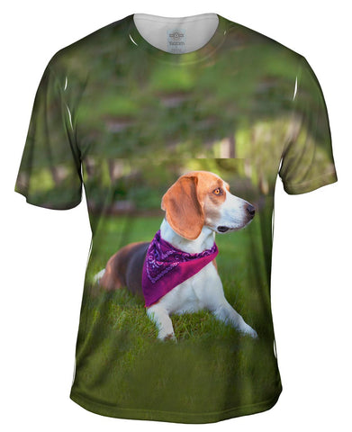 Beagle With Bandana
