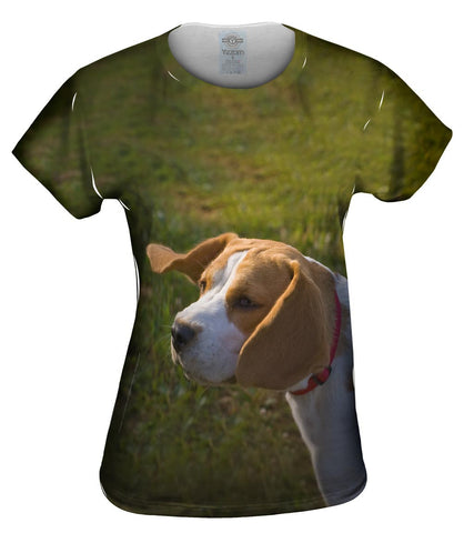 Beagle Ears Flopping