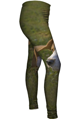 Beagle Ears Flopping