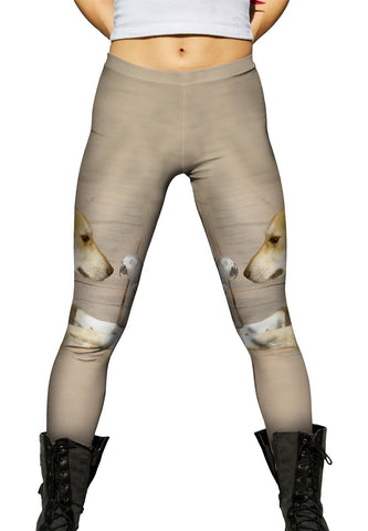 Parrot And Dog Meeting Of The Minds