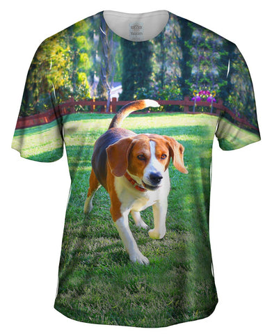 Beagle In Action