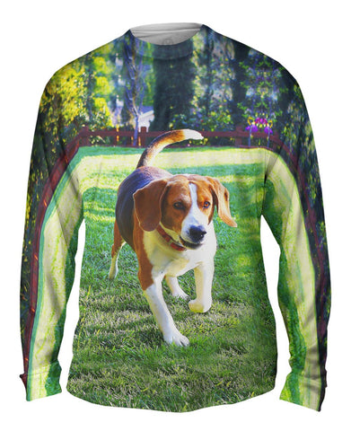 Beagle In Action