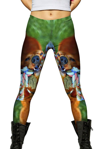 Golden Lab Tug O War