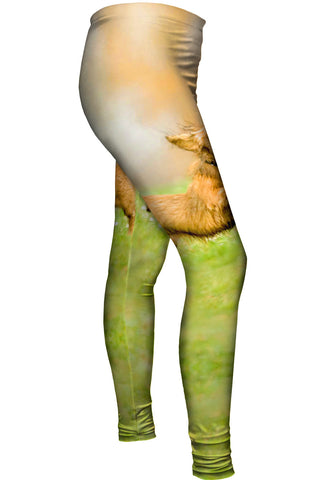 Hyper Active Dachshund