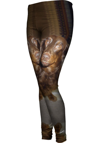 Careful Chocolate Dachshund