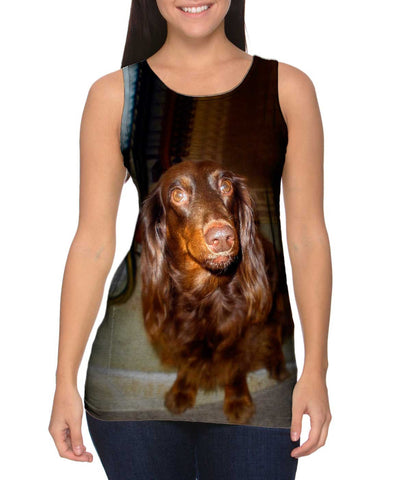 Careful Chocolate Dachshund