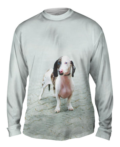 Fierce Blue Eyed Dachshund