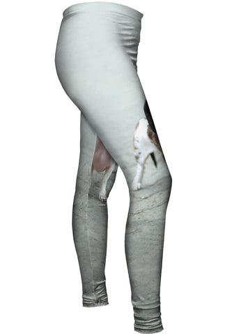 Fierce Blue Eyed Dachshund