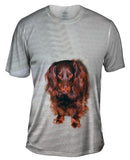Shy Brown Dachshund