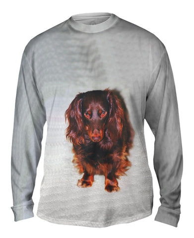 Shy Brown Dachshund