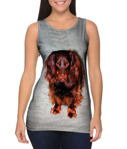 Shy Brown Dachshund