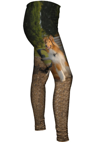 Handsome Border Collie