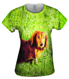 Dachshund In Grass
