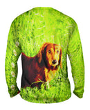 Dachshund In Grass