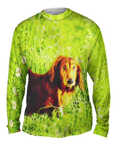 Dachshund In Grass