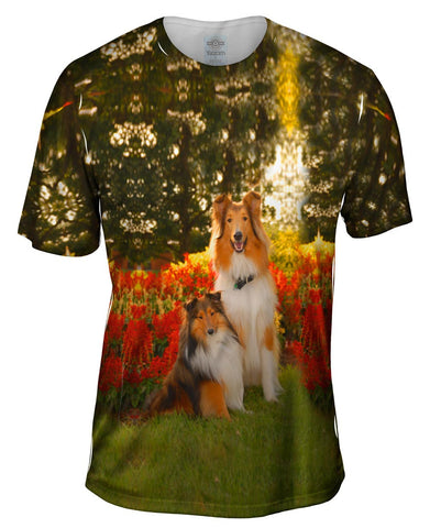 Tender Border Collie