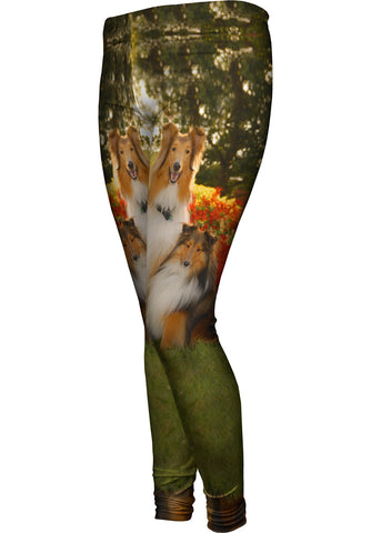 Tender Border Collie