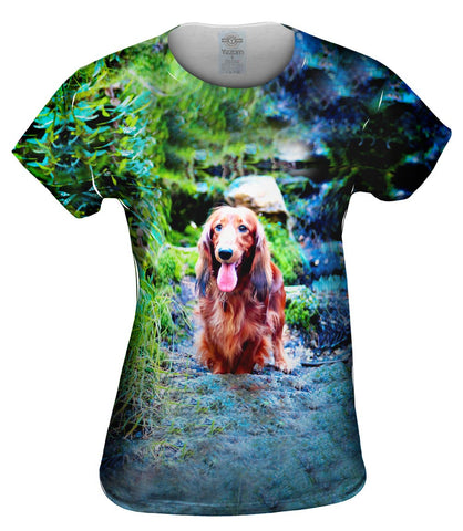 Dachshund In Forest