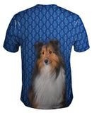 Serious Collie