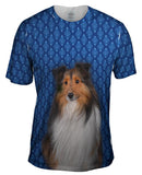Serious Collie