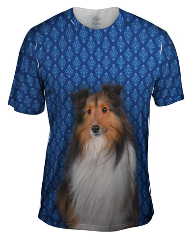 Serious Collie