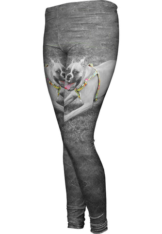 Boxer With Colorful Harness