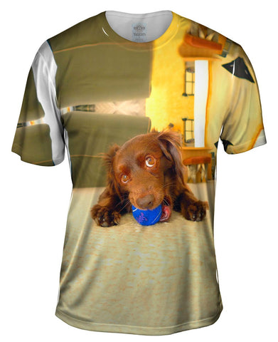 Playful Dachshund