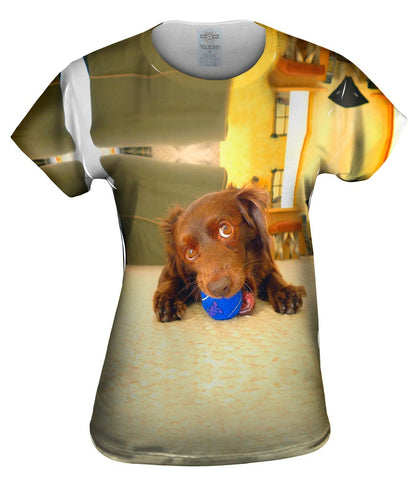 Playful Dachshund