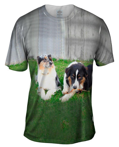 Social Collies