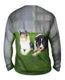 Social Collies