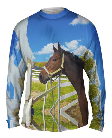 Lovely Horse