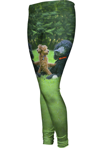 Poodles Enjoy Scenery