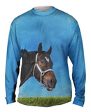 Curious Black Horse