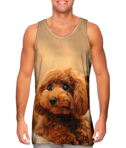 Cutest Poodle Ever
