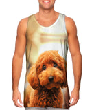 Toy Poodle Droopy Eyes