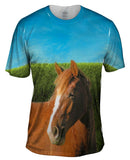 Boundless Brown Horse