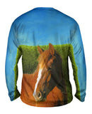 Boundless Brown Horse