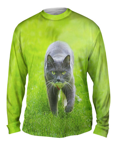 Ferocious Grey Cat