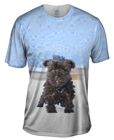 Quirky Schnauzer Poolside