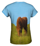 Grazing Wild Horse